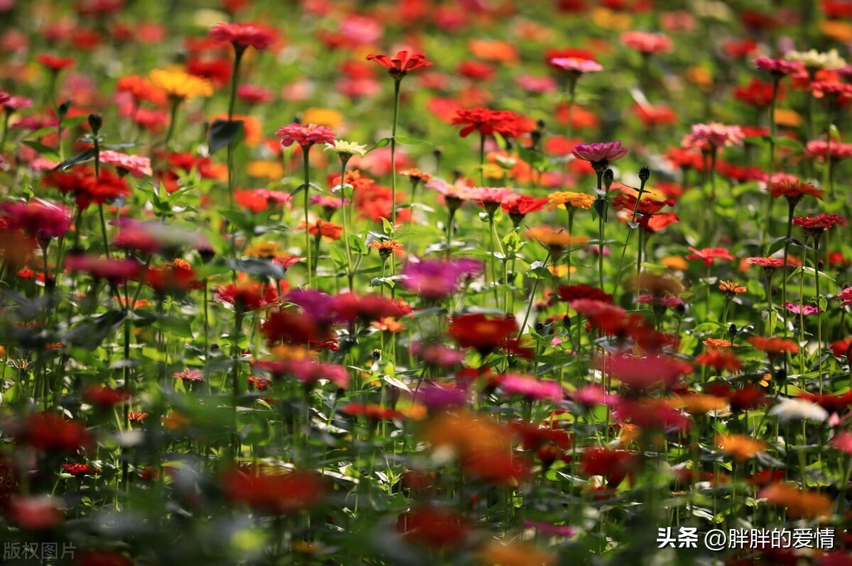 世上本无事庸人自扰之心头无闲事,再痛苦也要微笑面对现实