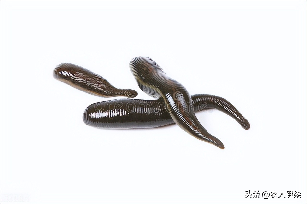 养殖蚂蟥一亩一年能赚多少钱,养殖十斤蚂蟥一年赚多少钱