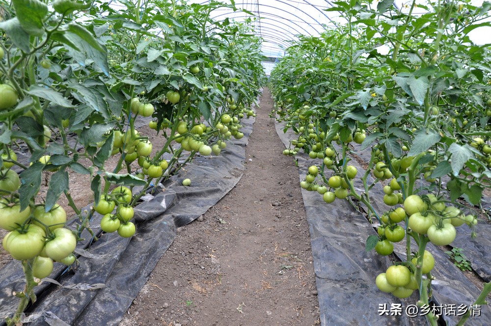 2022年春季种植啥蔬菜最合适,2024年北方春季种什么蔬菜最挣钱