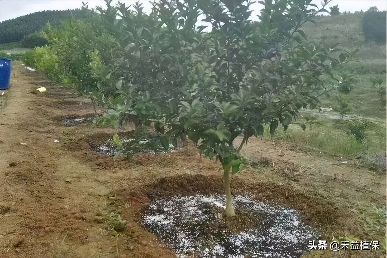 菜籽饼当肥料起什么作用,未腐熟菜籽饼怎样施柑橘果树