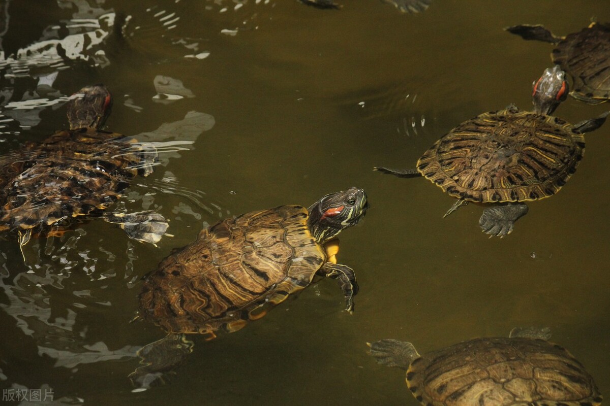 巴西龟平时喂它吃什么,巴西龟超喜欢吃什么食物