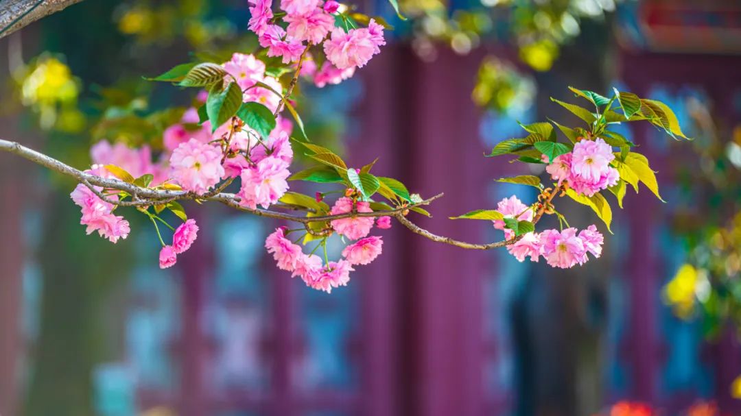 春日来信,春日来信与美好不期而遇