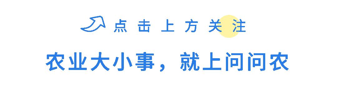 柑橘缺素怎么补救最快,柑橘缺镁怎么矫正最快