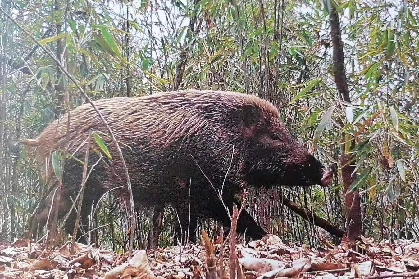 遇到野猪装死有用吗,遇到野猪需要装死吗
