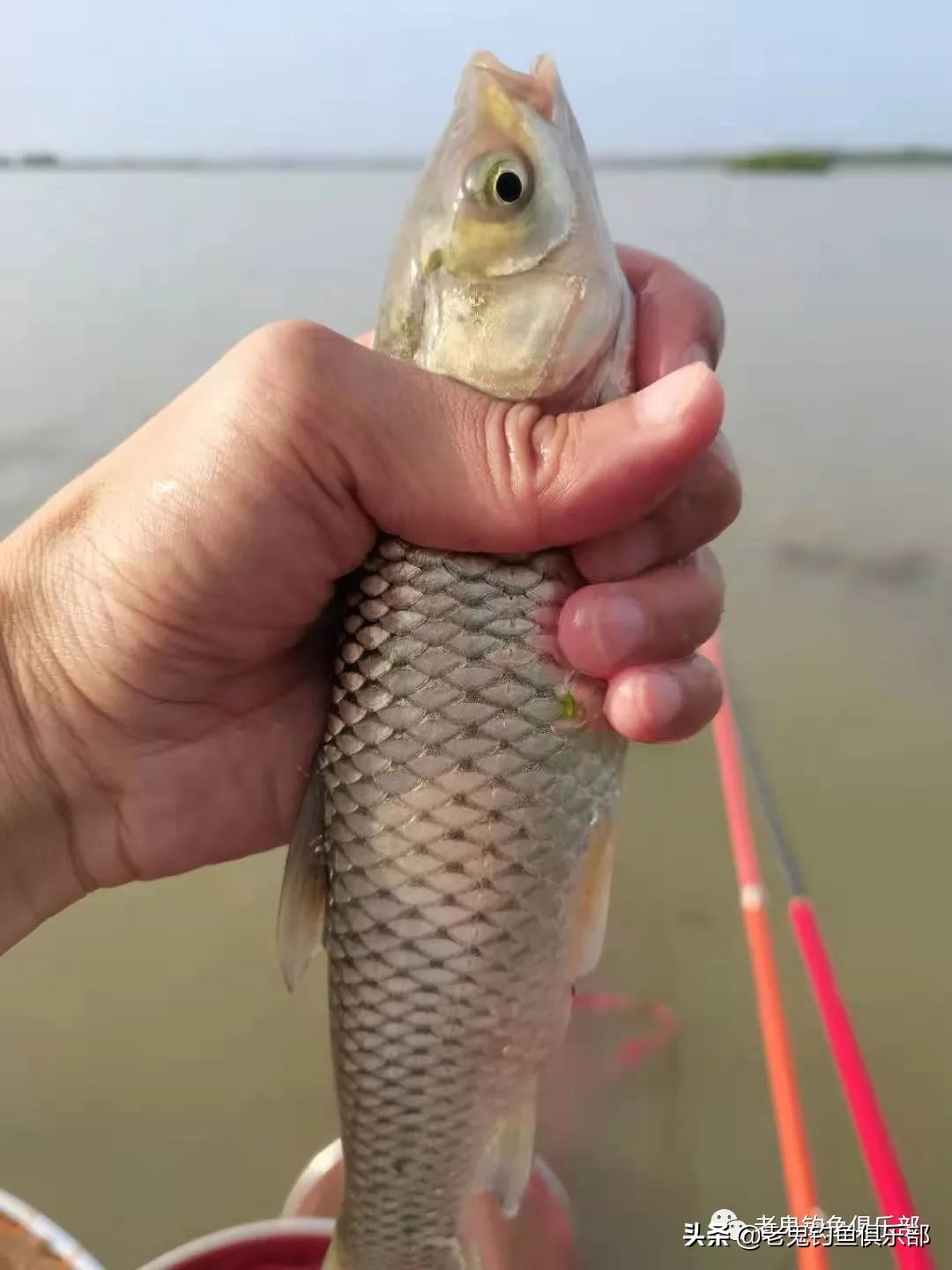 周末携大师系列饵料解锁大水面、全鱼种，安湖州爆护