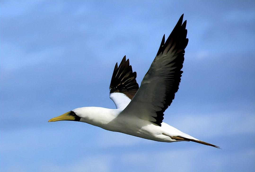 让孩子了解100多种动物的科普知识,为小朋友讲解动物知识