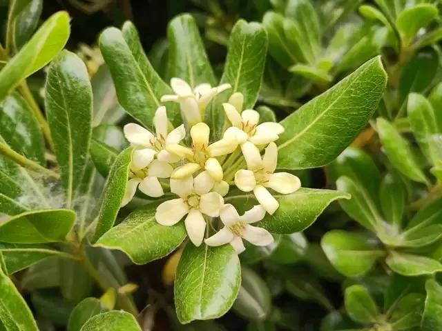 绿化带里常见的草本花,绿化带常见植物名称及图片