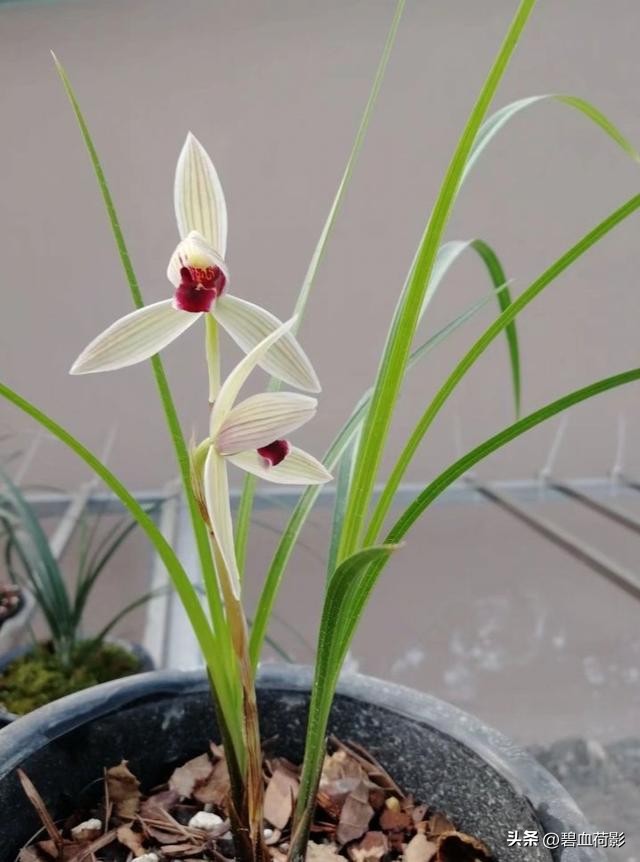 200万的兰花被盗判刑15年,盗挖名贵兰花获刑