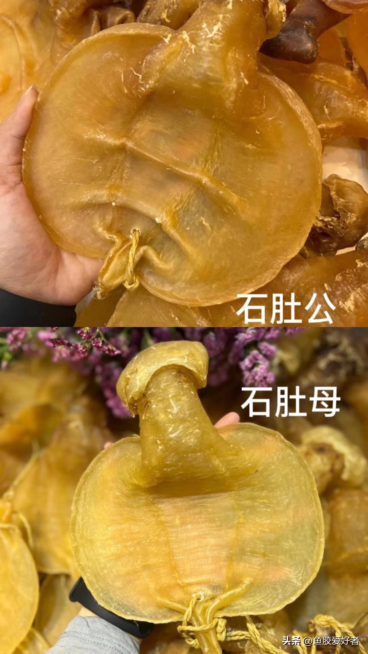 鱼胶花胶怎样使用,鱼胶花胶知识分享