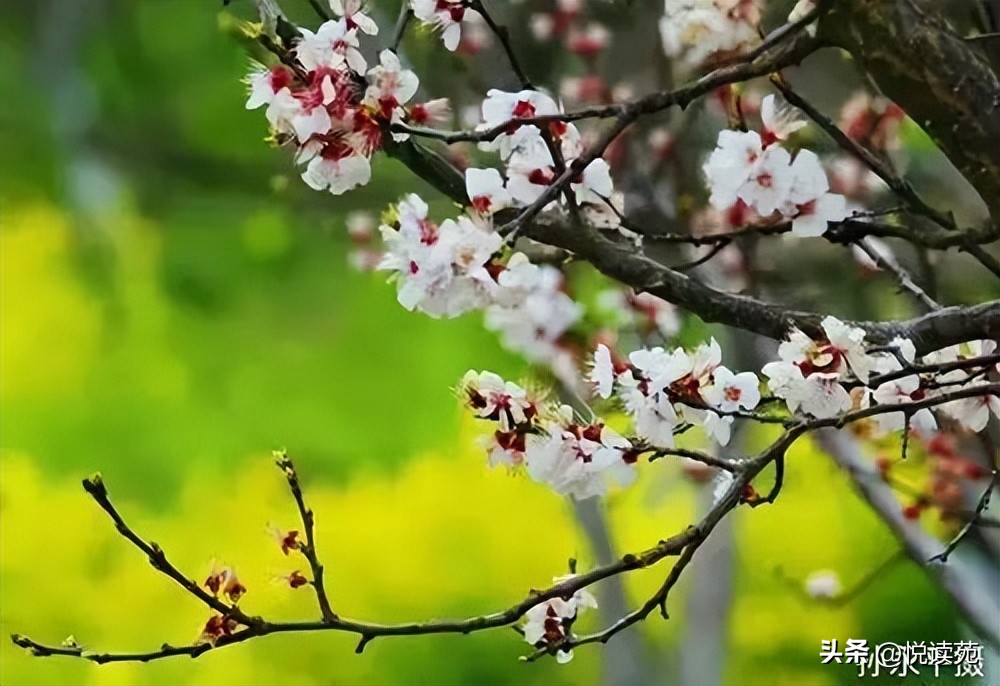 楚文涛,楚文涛作品