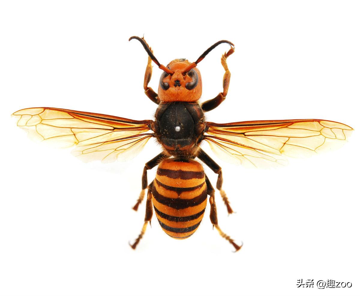 世界上最危险的蜂类,世界上最毒的蜂排名