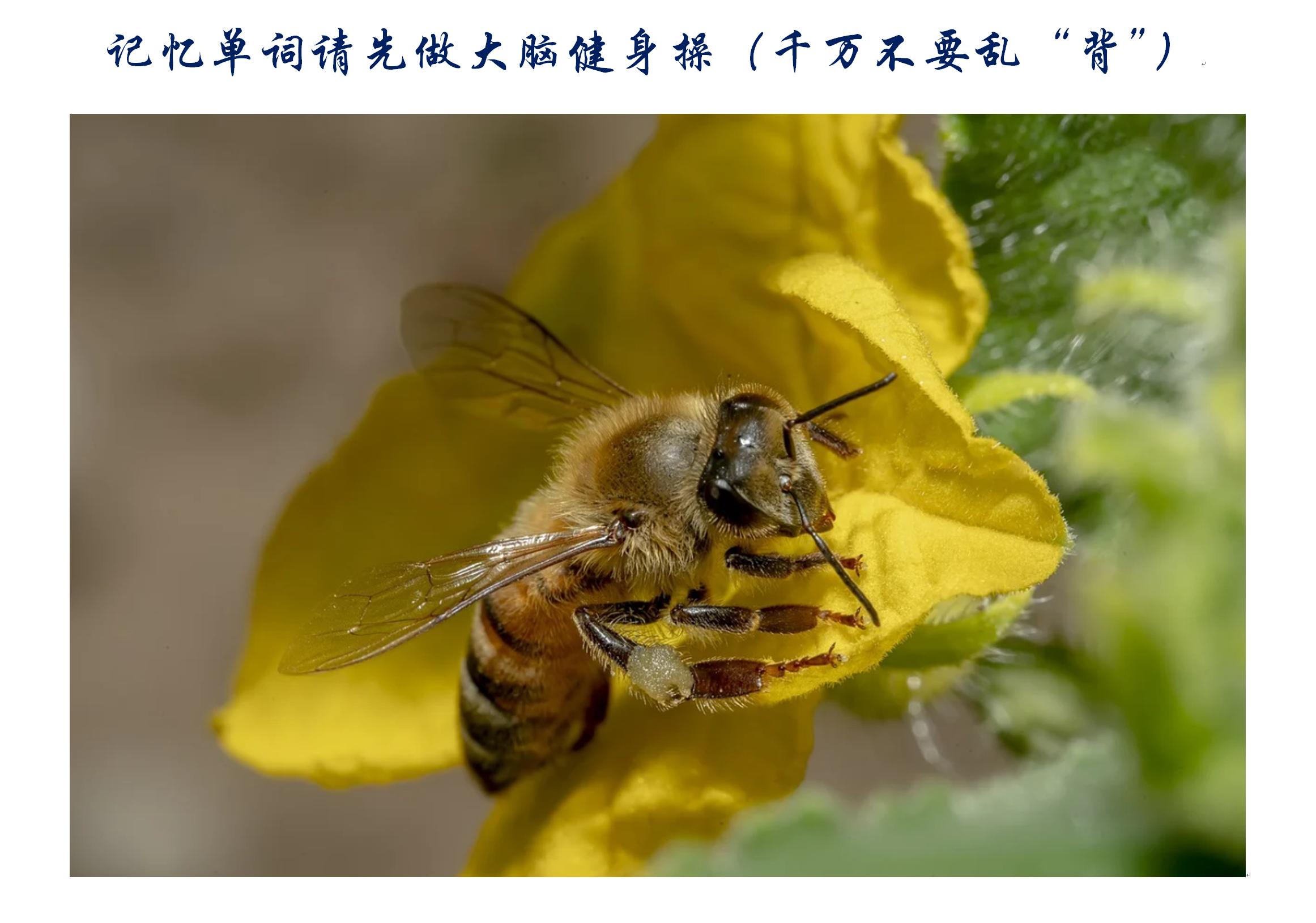 体操单词快速记忆法,记忆单词的教学视频