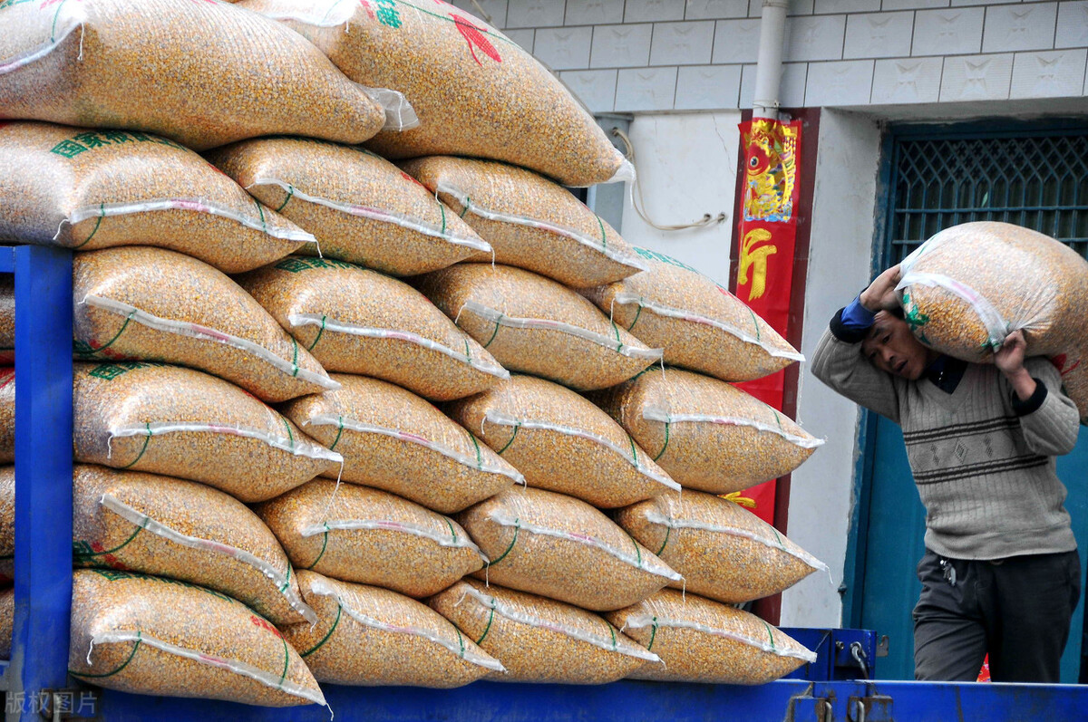 玉米“疯狂”涨价，年前会不会有“大坑”？12月1日全国玉米价格