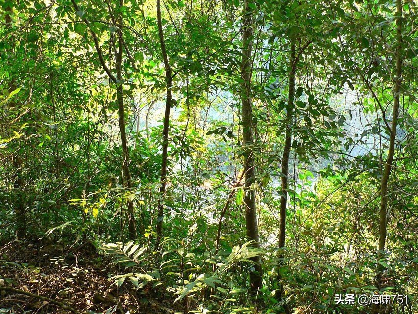 广东韶关始兴县澄江镇,广东韶关始兴县顿岗镇