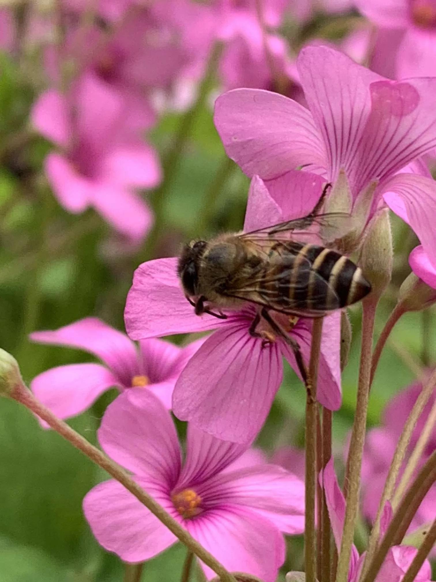 所有花的名称大全,认识各种花的寓意