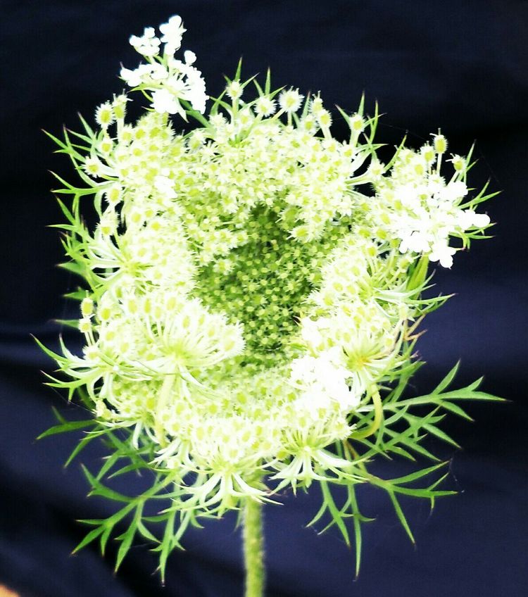 29种小麦杂草防除高招,农业专家稻田灭鼠