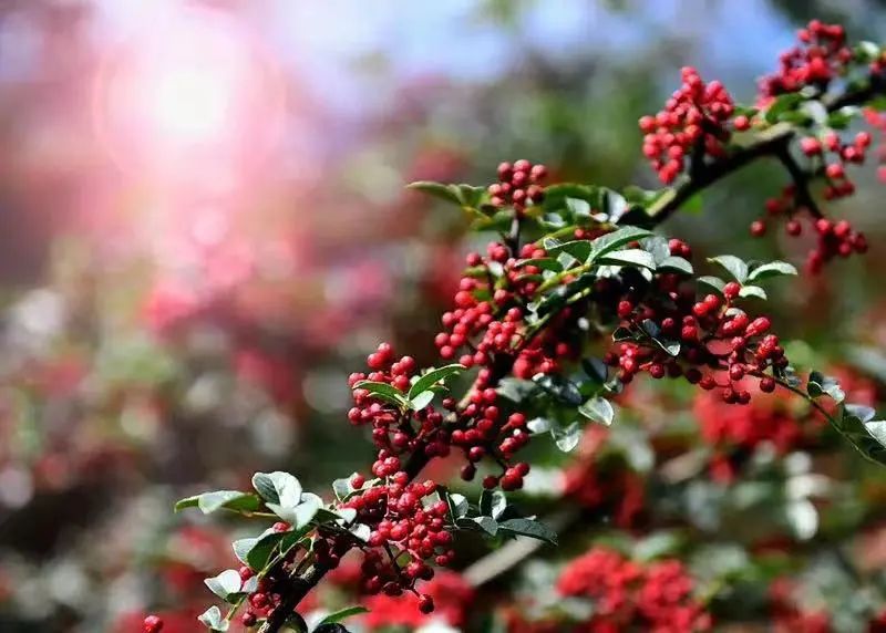 四川大山里有啥名贵药材,四川农村的十大特产