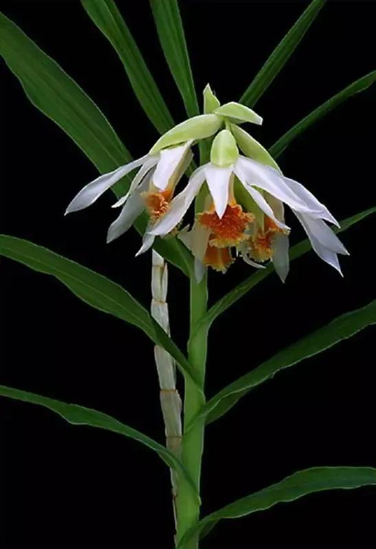 最美的100种兰花图片,欣赏一下最美的兰花