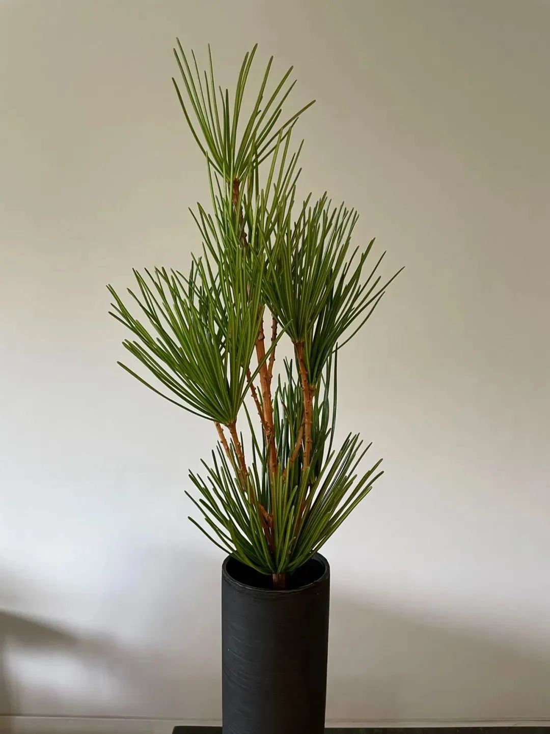 新手必看鲜花养护攻略,鲜花在水里能养几天会死