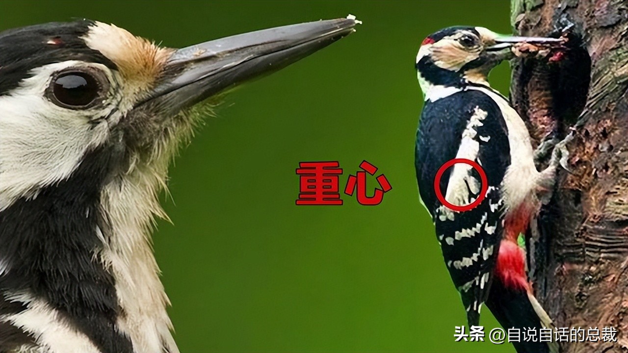 鸭：一鸭战四虎？弹射胜航母？鸭子的真相，也许超乎你的想象