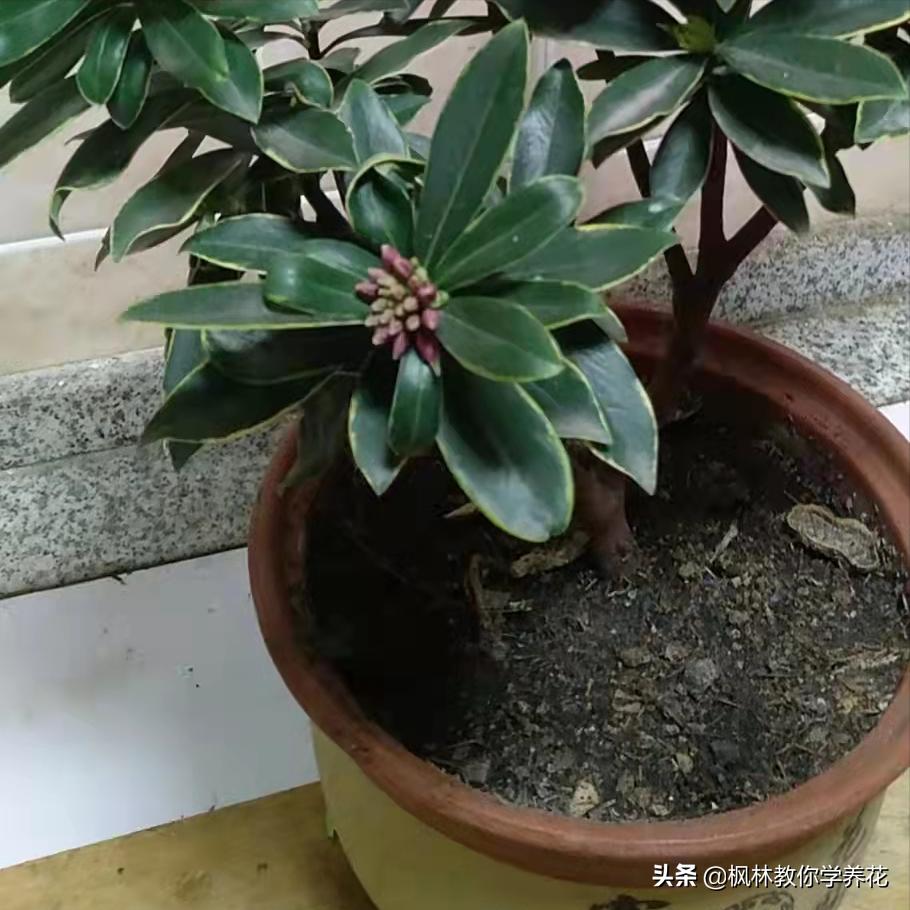 为什么金边瑞香不长,为什么金边瑞香花色越来越淡