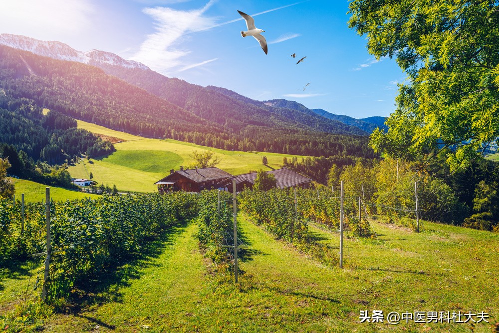 阴囊潮湿，尿黄灼热，功能障碍为什么吃补药无用？