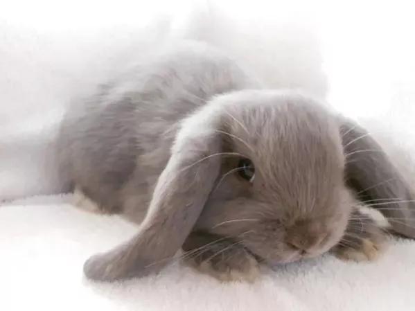 适合养在家里的小宠物兔子,可爱的小兔子宠物怎么养