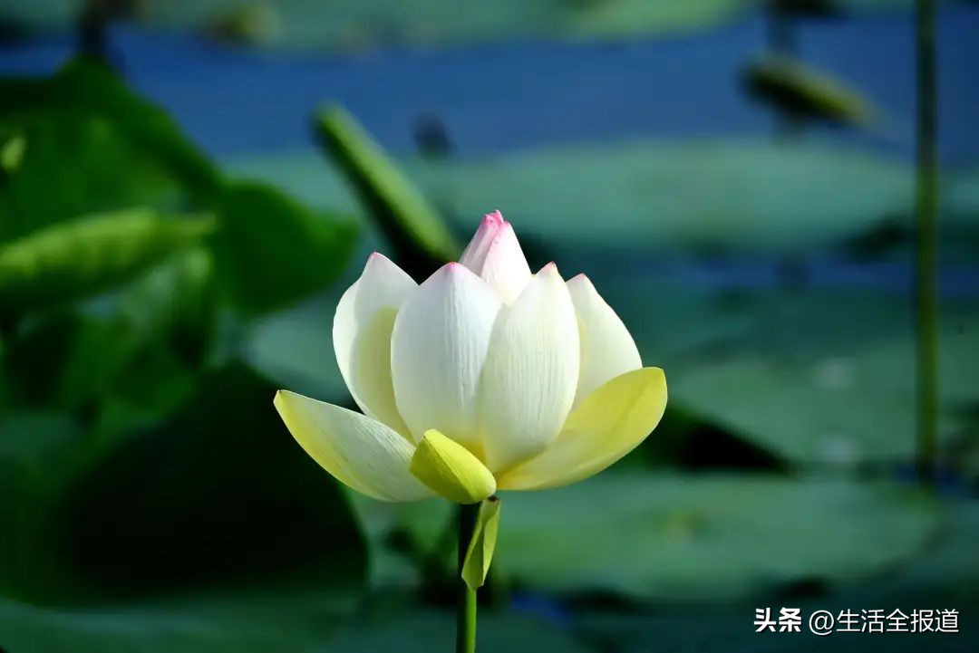 荷花是最好的中药,荷花全身有哪些药用价值