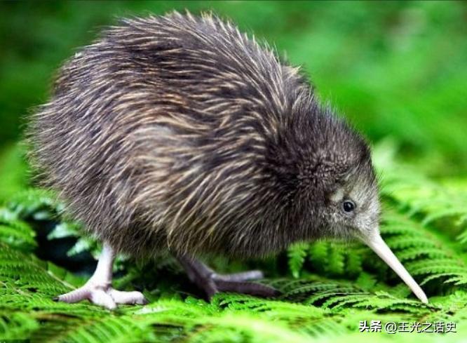 孤悬海外的新西兰，闷声发大财的最好代表