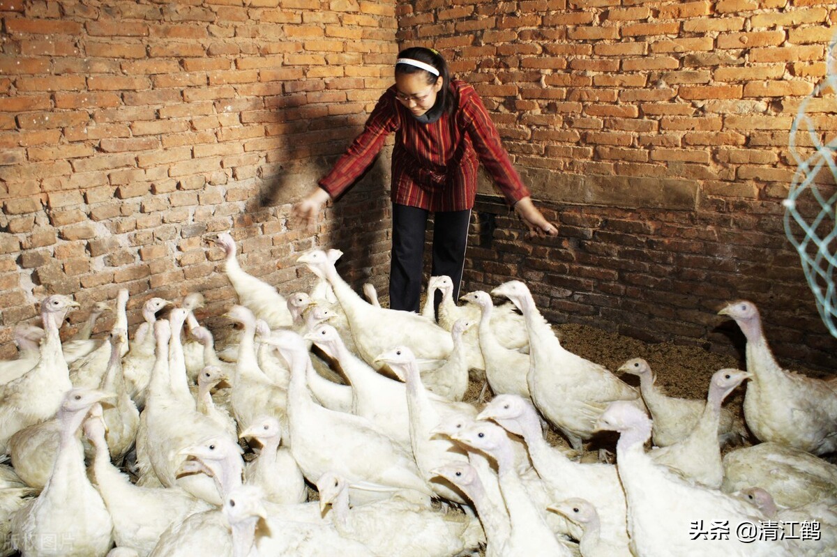 人工养殖速成鸡,人工养殖的鸡怎么速成