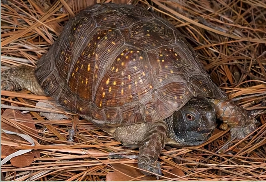 箱龟种类及图片,箱龟品种大全