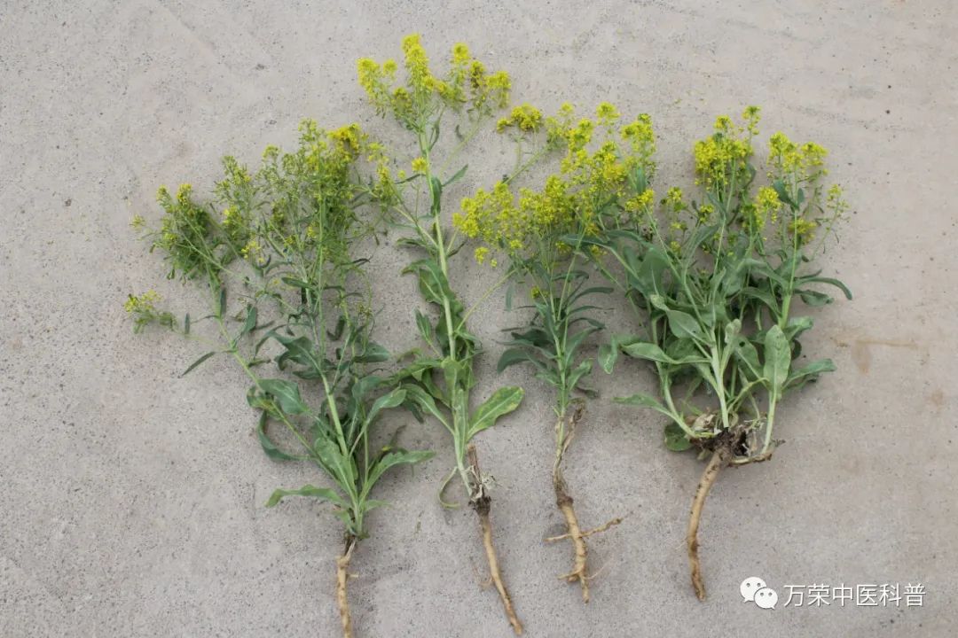 植物幼苗的发展过程详细,植物的幼苗在生长过程中