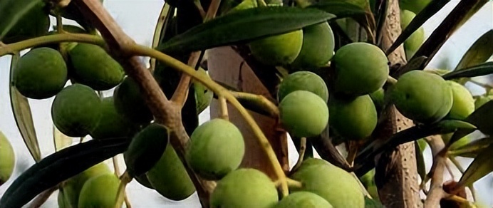 西班牙产出优质的橄榄的地理条件,橄榄种植历史