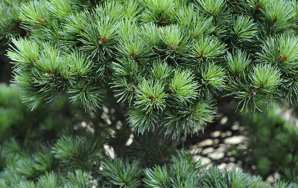 花园适合种的植物,在花园种植哪些植物比较适合
