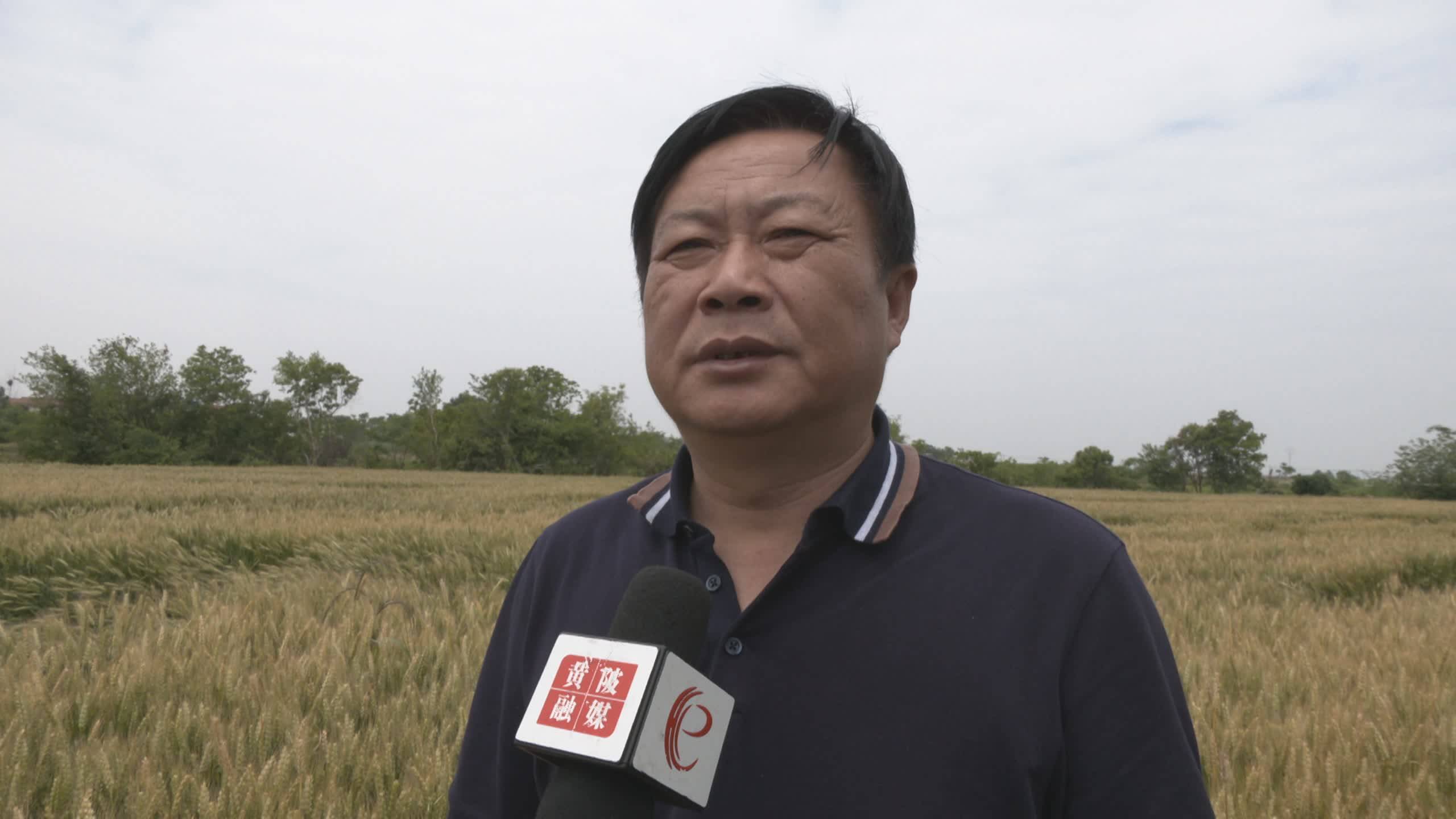 稻田综合种养新模式,稻田综合种养技术模式及效益分析