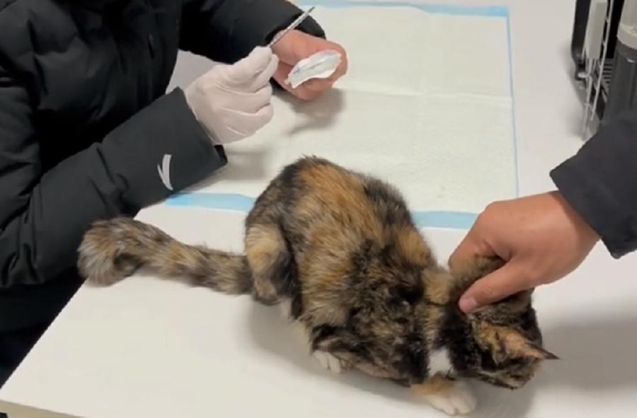 玳瑁流浪猫,玳瑁猫咪流浪