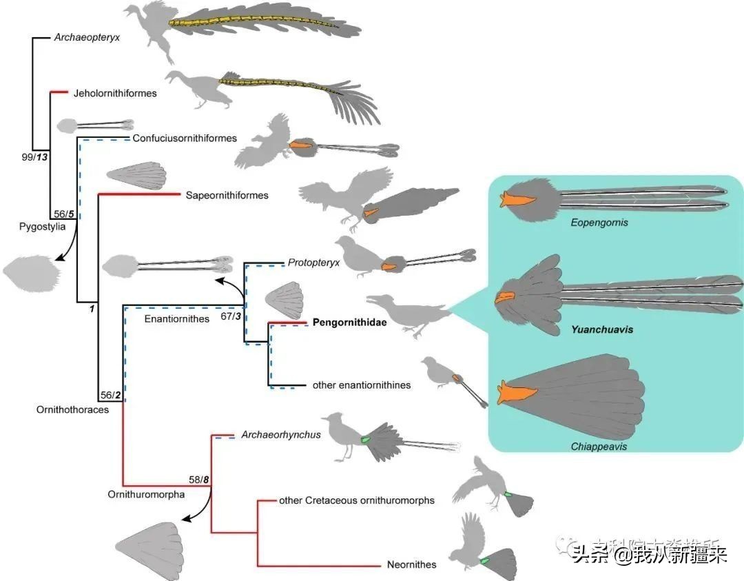 新疆哈密翼龙,天山哈密翼龙