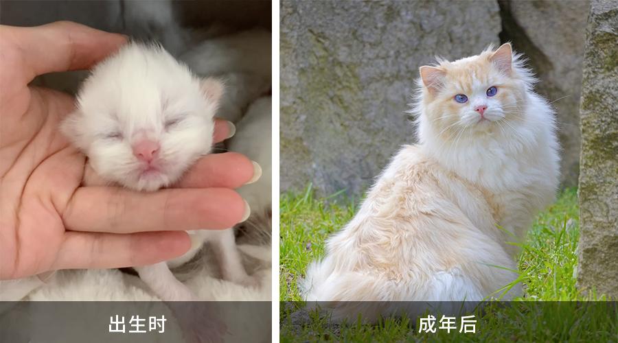 基因克隆最新突破,基因最新突破