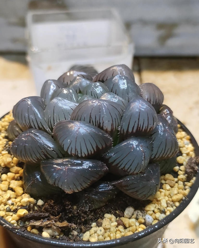 水养玉露生根,玉露不浇水能生根吗