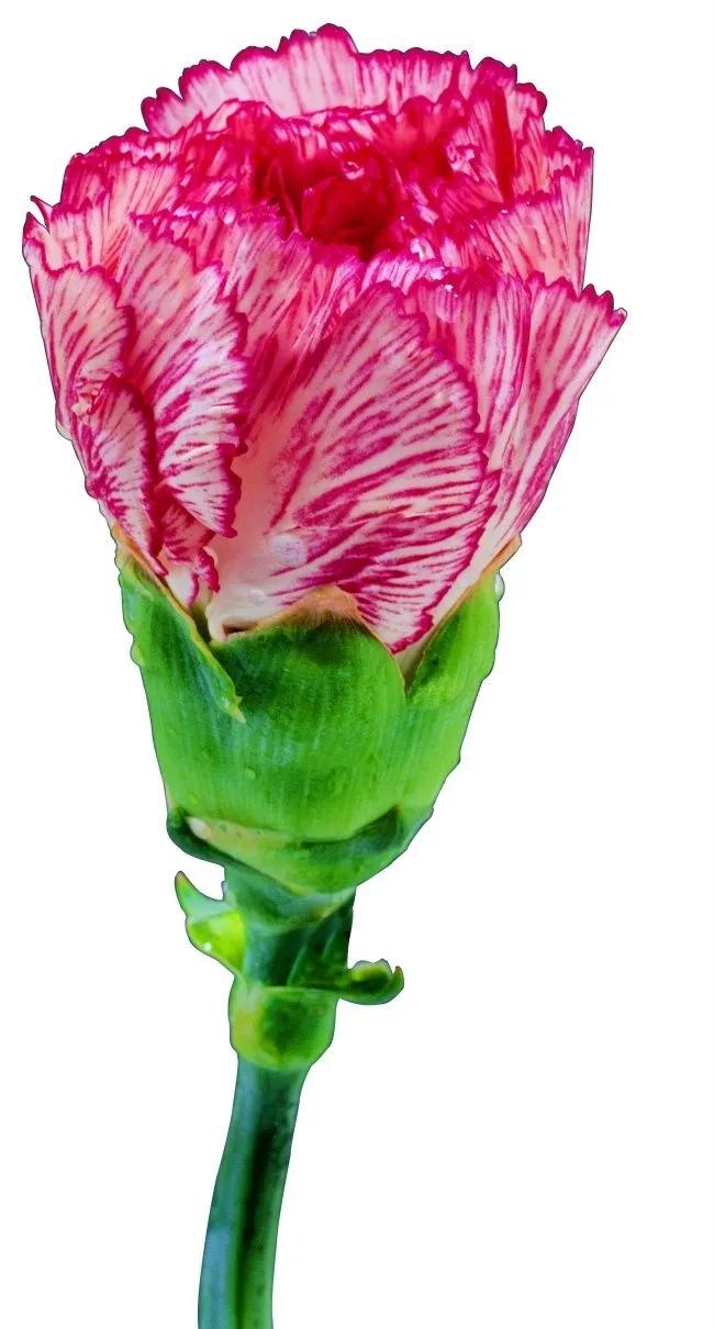 康乃馨花束壁纸,康乃馨壁纸手机超清全面屏