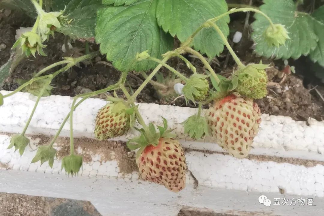 法国的弗州草莓和智利草莓从哪来,凤梨草莓跟普通草莓