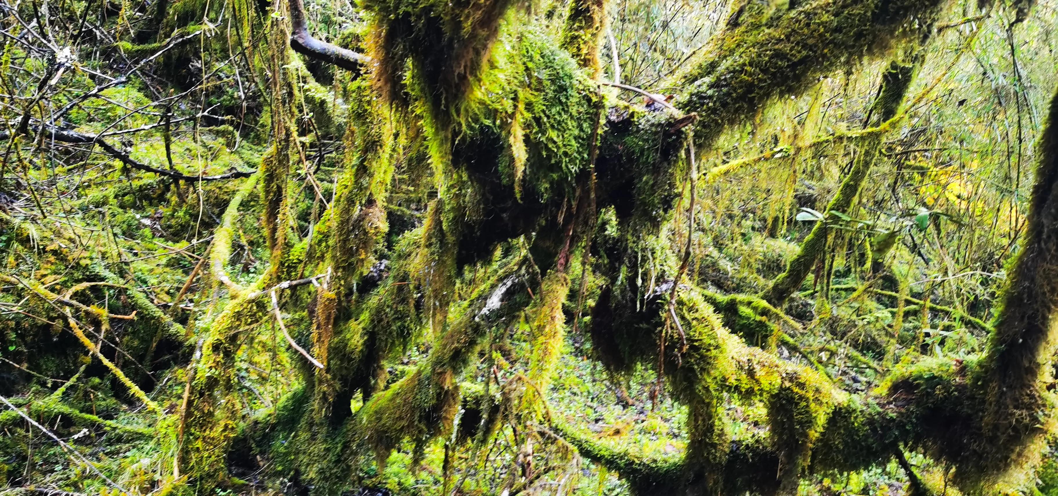中国百慕大黑竹沟了解一下,中国百慕大黑竹沟近期气温