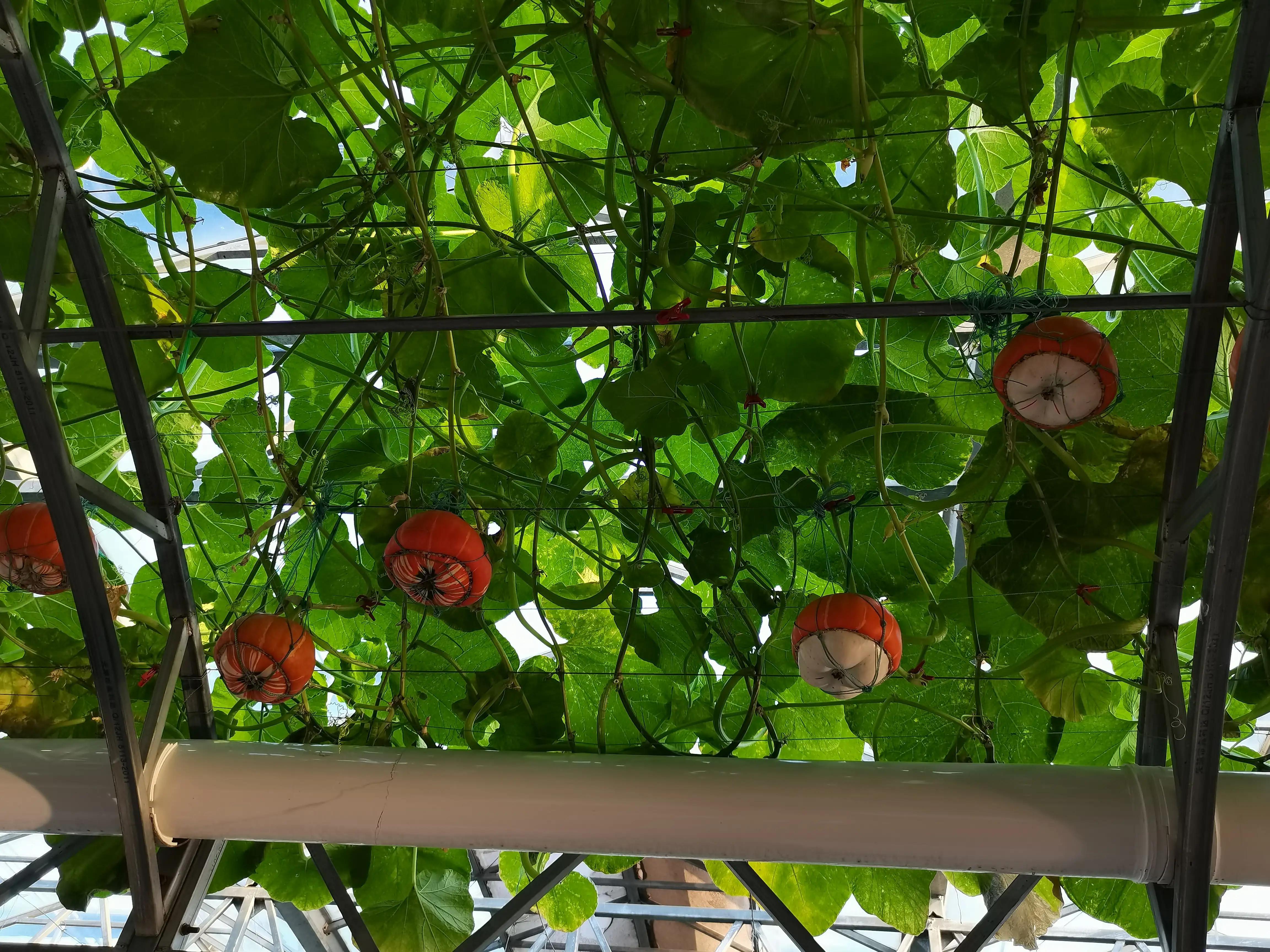 逛街逛得心慌,逛街逛得累应该回什么