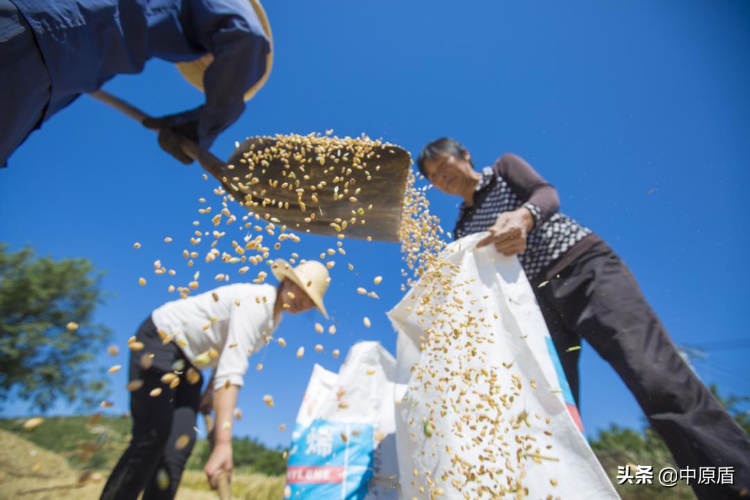 河南省小麦亩产量多少斤,河南郸城小麦亩产多少斤
