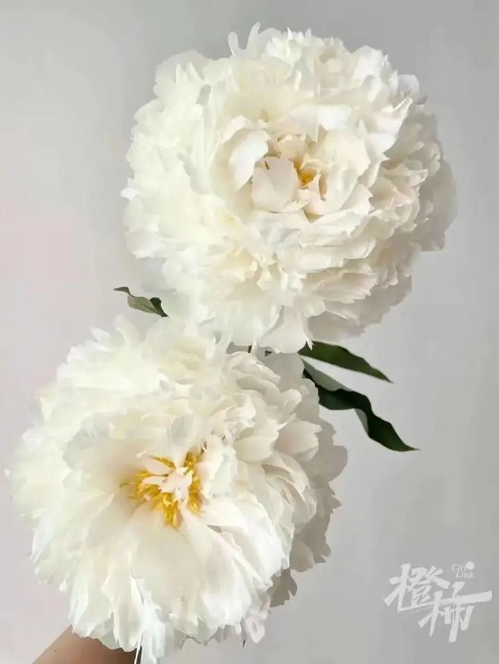 杭州姑娘在菏泽连住5天，只为抢到……