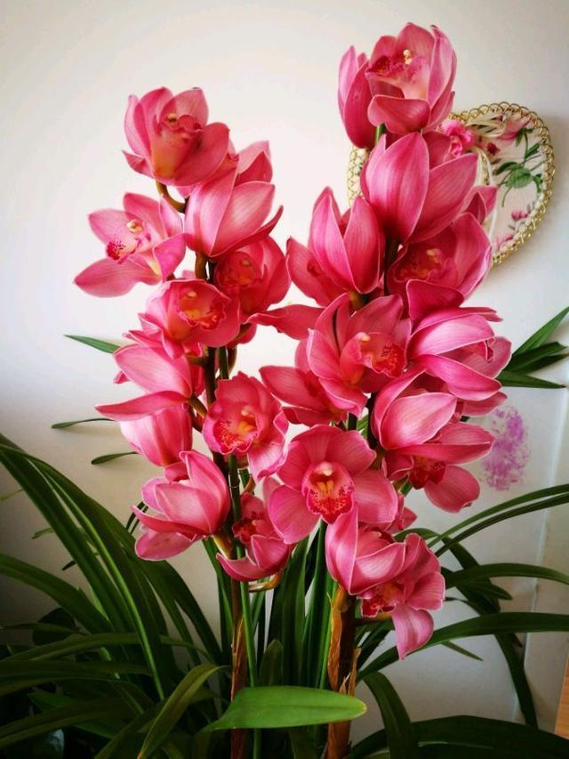 此兰正值盛花期,什么兰既好养开花又香