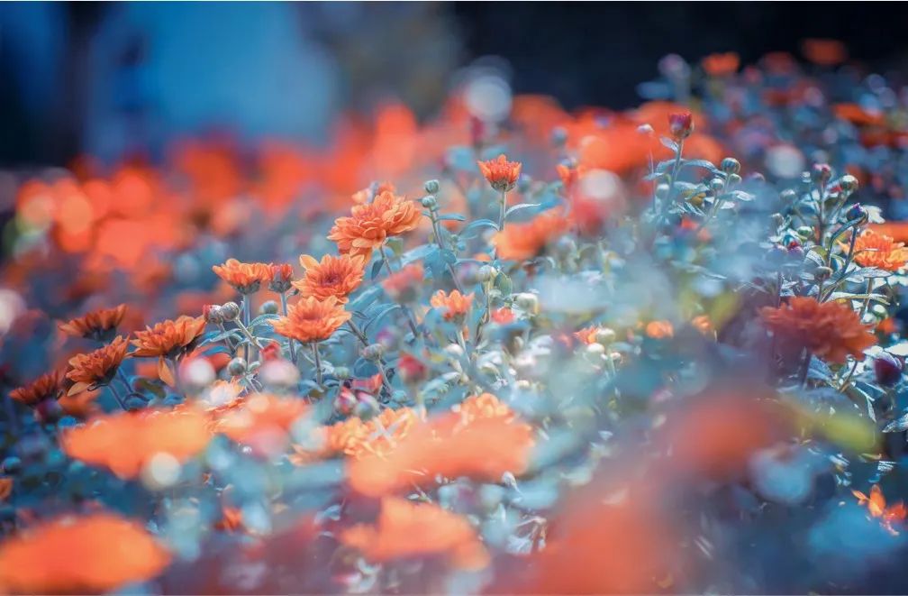 翩翩起舞的蝴蝶兰,翩翩起舞的蝴蝶舞蹈