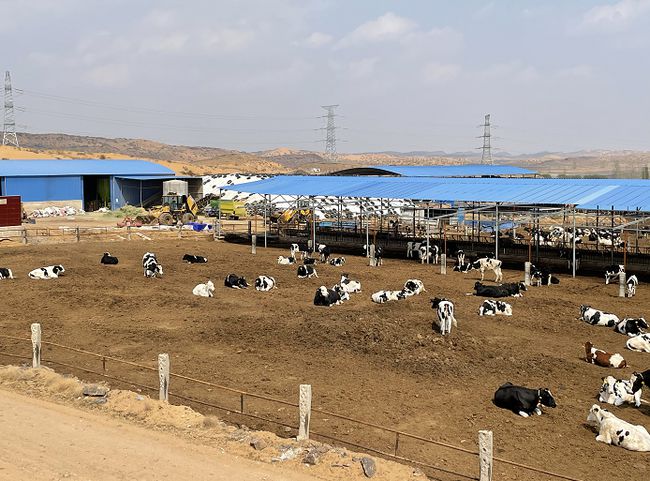 奶牛养殖场建设的标准是,奶牛养殖小区管理