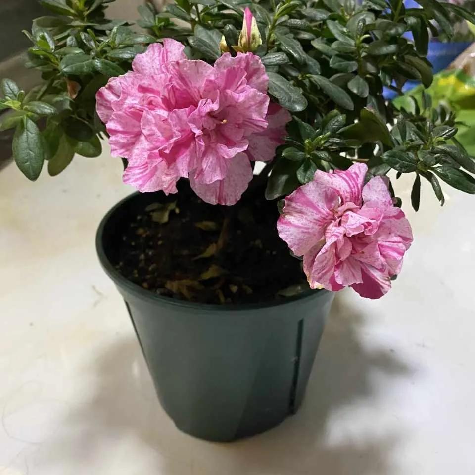 过年买的杜鹃，开完花就要死，注意4点，年年都开花