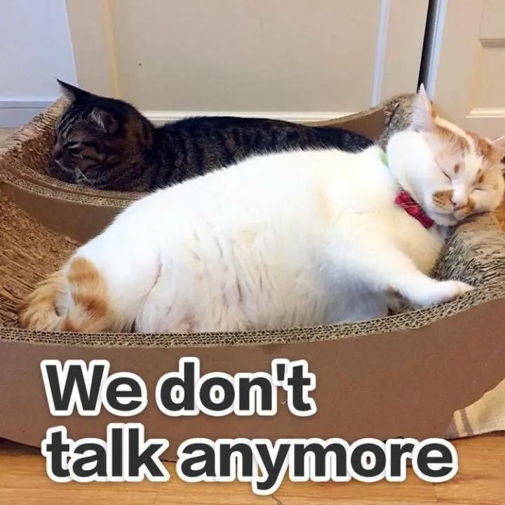 给你花花表情包,给你花花表情包啥意思